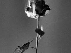 사 랑은 날 잠 식했 으니