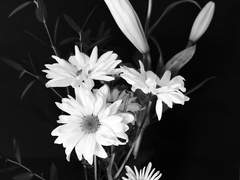 30번째의 계절, 8번째의 장마