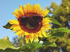 [2차 리퀘스트] SunFlower Ending - 上