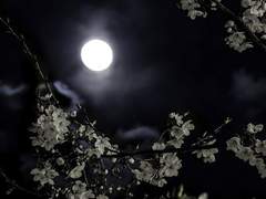 花落憐不掃月明愛無眠