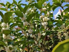 은목서 필 무렵