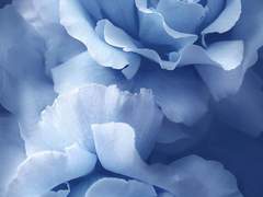 Arcadia Felix Martinez