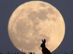 (긴 썰) 동짓날의 백호 문조와 산토끼 종우 (1)