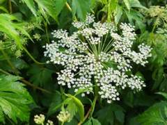 멍석 딸기의 효능...