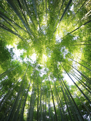 녹색풀잎숲 세이죠