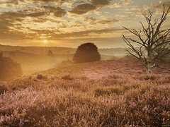 𝖕𝖍𝖊𝖓𝖔𝖒𝖊𝖓𝖔𝖓