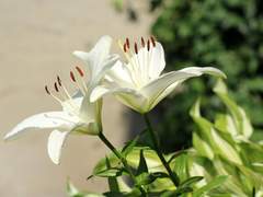 꽃은 지고 나비는 추락해