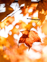 장착 자캐 (단편)