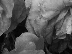 꽃놀이霸, 그 덧없음아