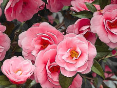Camellia