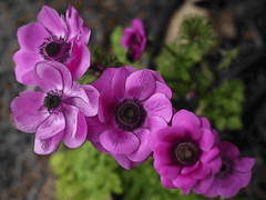 Purple Anemone