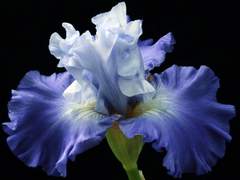 [중혁독자]그 마피아의 꽃집