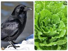 식물에세이 까마귀들과 월동배추