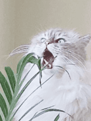 생존자와 아이들