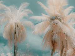 18. 8월의 아리마에 내리는 비