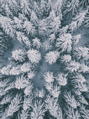 [BL] 흑산군전(黑山君傳)