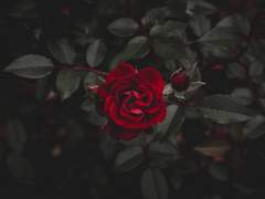 발렌타인 락 ’ 男 ’ 175 ’ 23