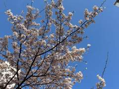 게토 스구루 천사님을 찾습니다