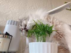 시골다육 도시다육