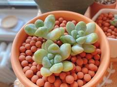 몸에 살이 많은 것 분갈이