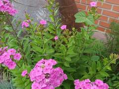 시골의 마당은 지금/이도은