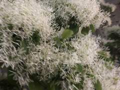 바람에 흩날리던 이팝나무