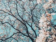 The Moon and Six-pence