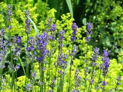 개망초꽃의 효능...