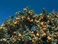 캘리포니아 오렌지 이파리 100%