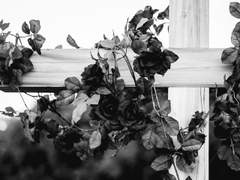 리카르도 발렌타인