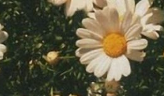 아비게일 돌체/그리핀도르/혼혈