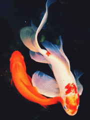 Memories in Yokohama