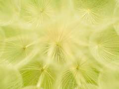 태양을 가득 담아