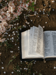 꽃잎 한 페이지