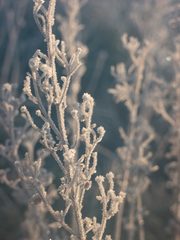 이매망량 : 서리꽃이 피던 밤