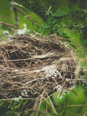 Nest