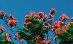 아츠미 토야 :: 13세