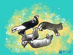 여름날의 아기고양이