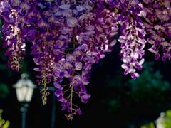 [이타이즈] 등나무꽃 아래