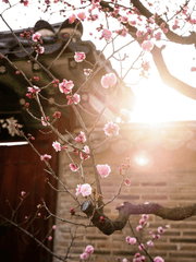 검이 흐리는 꽃