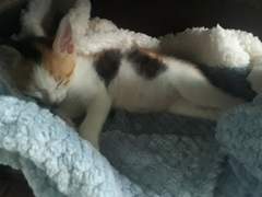 [기록] 낑깡이가 왔어요