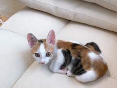 [기록] 낑깡이가 왔어요 2탄