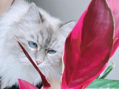 핑크빛 식물 칼라데아 스트로만테 트리오스타