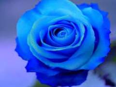 (토르로키)파란 장미