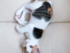 [기록] 적응 중인 낑깡