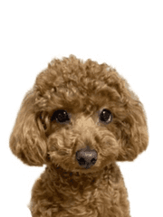 나의 소중한 아기야 