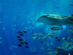 (닌자고)수족관의 밤에 울려퍼지는 노랫소리