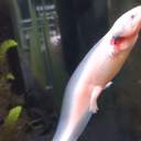 ering 에링(리라)