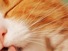 타치우치 쥰 / 시부토이 히가시 고교 / 17