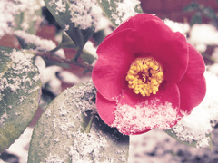 [ 카밀레아 / 30세 / 복지팀 / 4등급 / WHITE ]